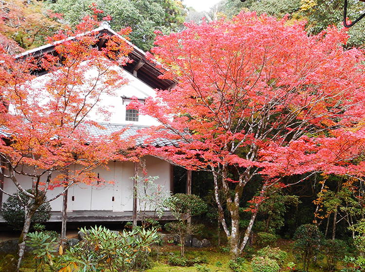 西明寺 苔庭