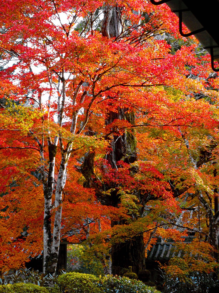 西明寺　紅葉