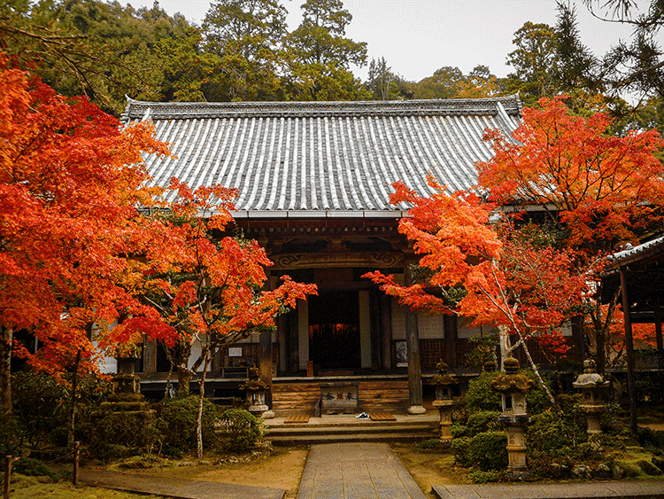 西明寺　紅葉