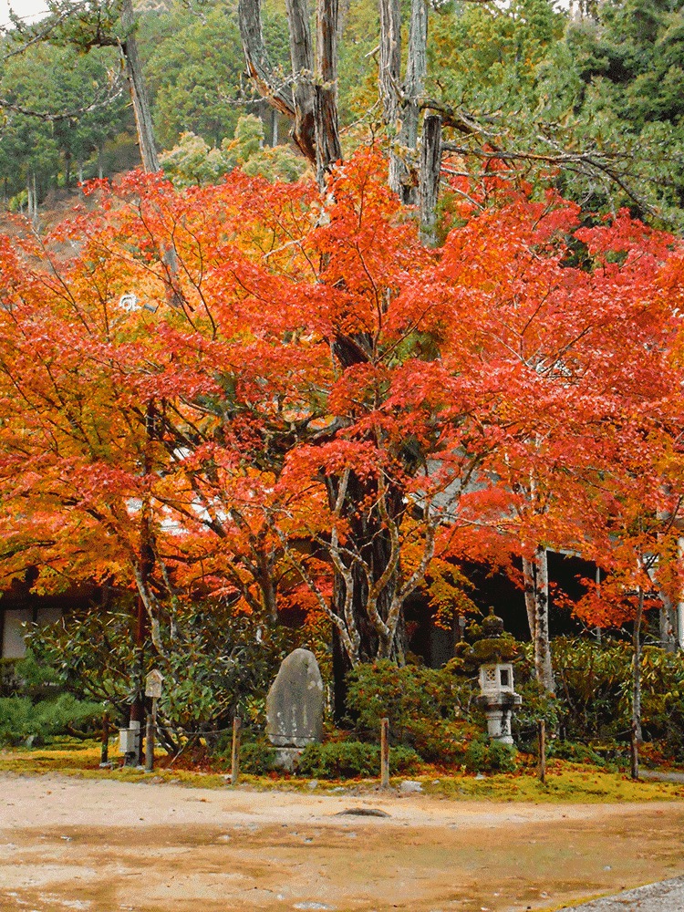 西明寺　紅葉